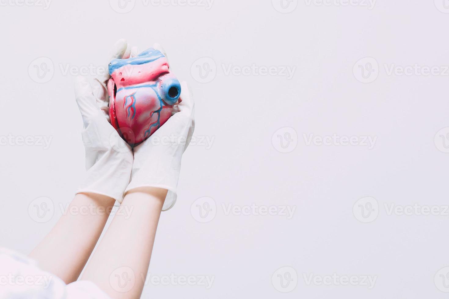 mains tenant le modèle de coeur isolé sur fond blanc photo