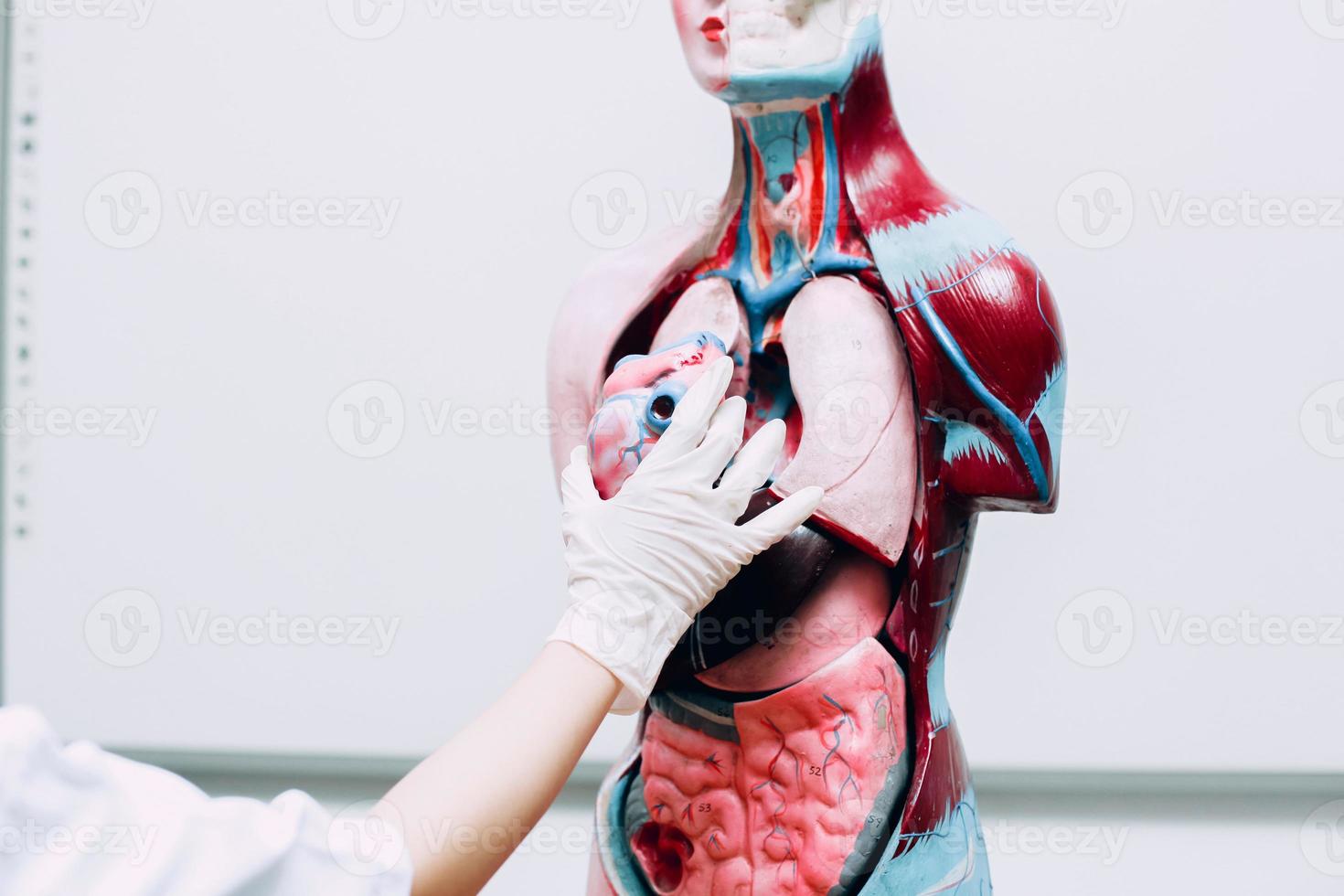 mains tenant un modèle de coeur avec un mannequin d'organes internes du corps humain photo