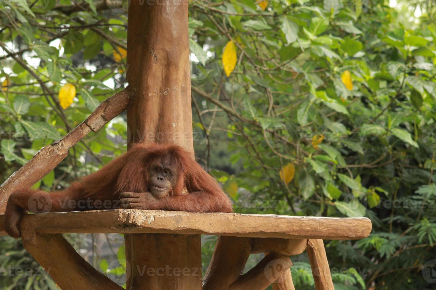 l'orang-outan se repose sur un arbre photo
