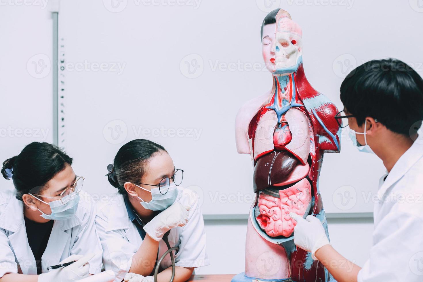 groupe de discussion de médecins sur le mannequin d'organes internes du corps humain photo