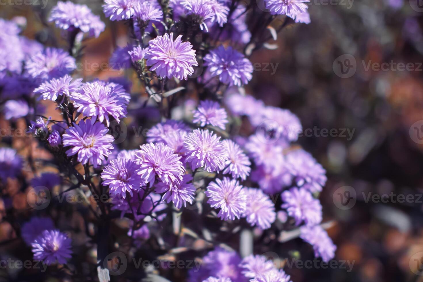 gros plan de fleurs de margaret violet fleurit dans le jardin avec la  lumière du soleil. champ de fleurs de marguerite violette. 6080182 Banque  de photos