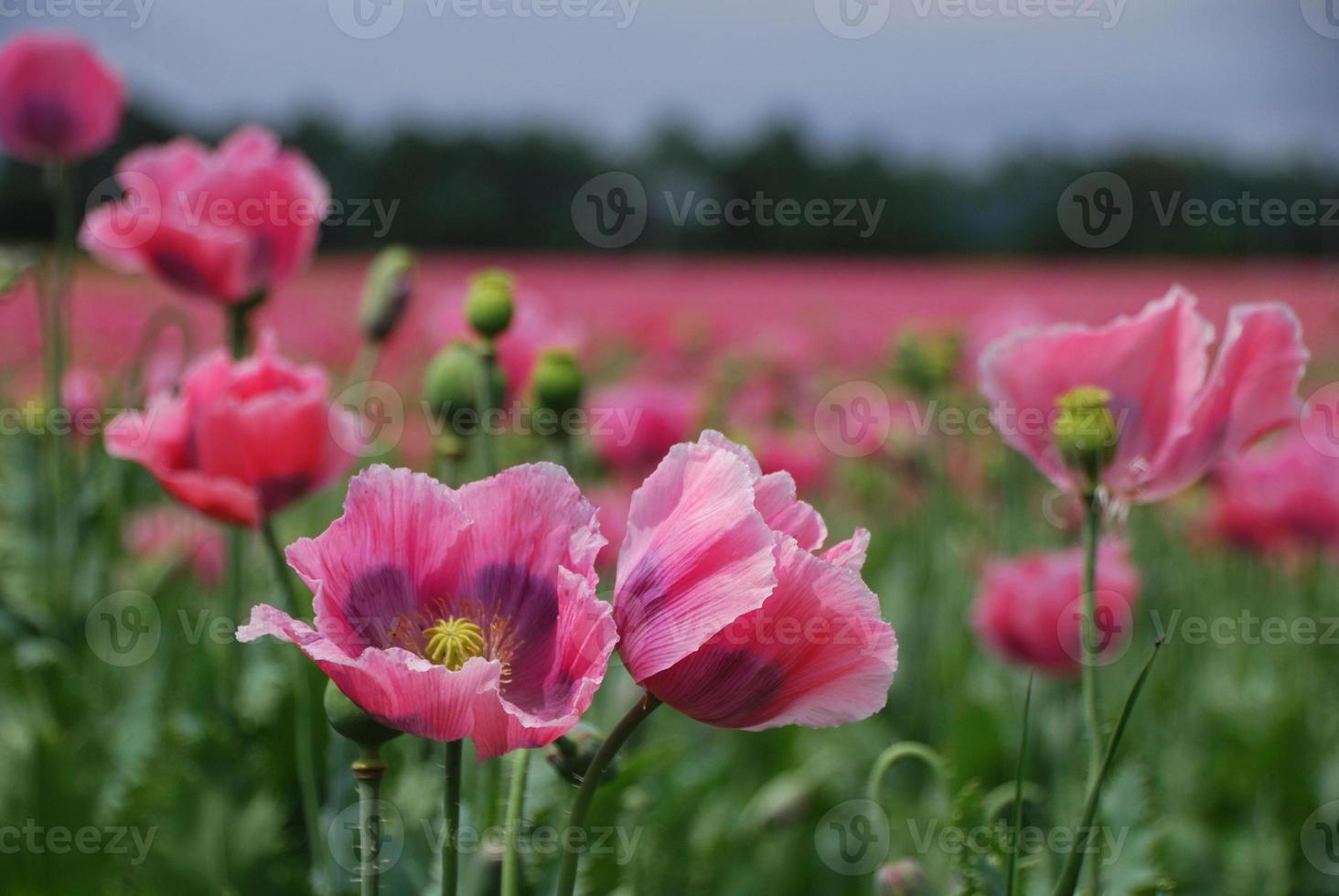 champ de coquelicots en été photo