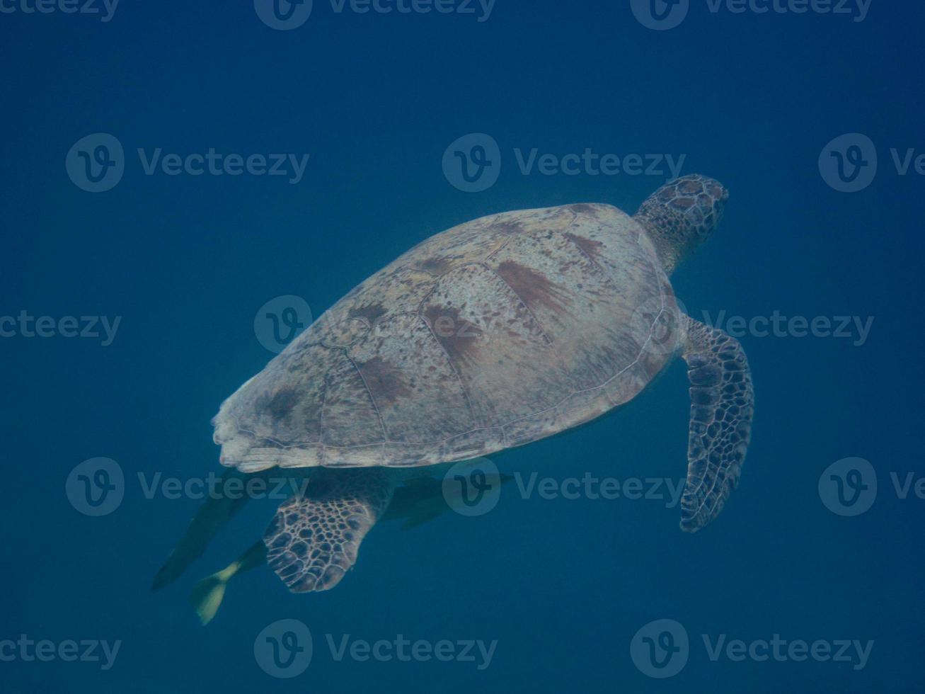 la tortue émerge dans l'eau bleue de la mer photo