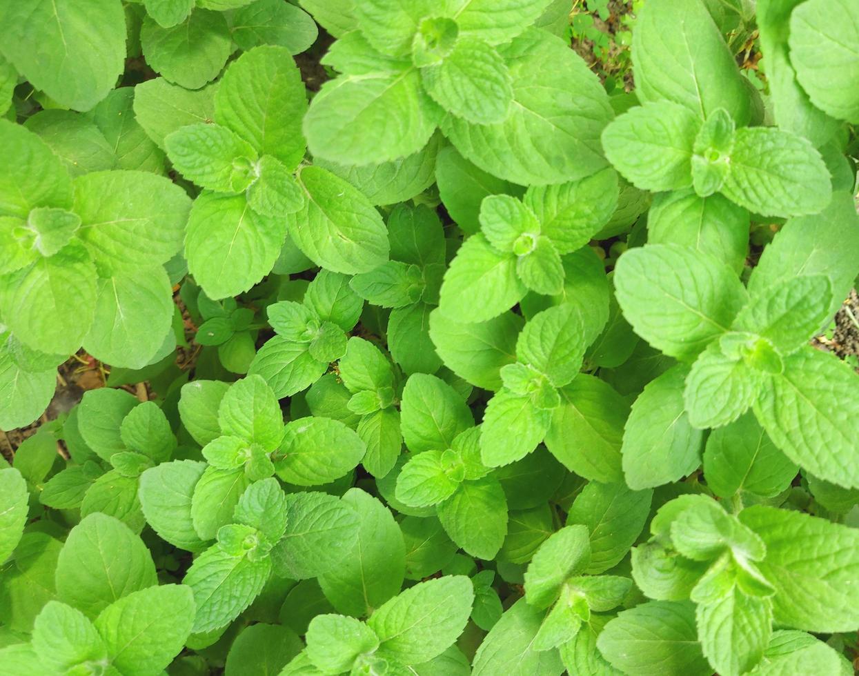 la menthe pousse dans le jardin. feuilles vertes. plante médicinale, assaisonnement. photo