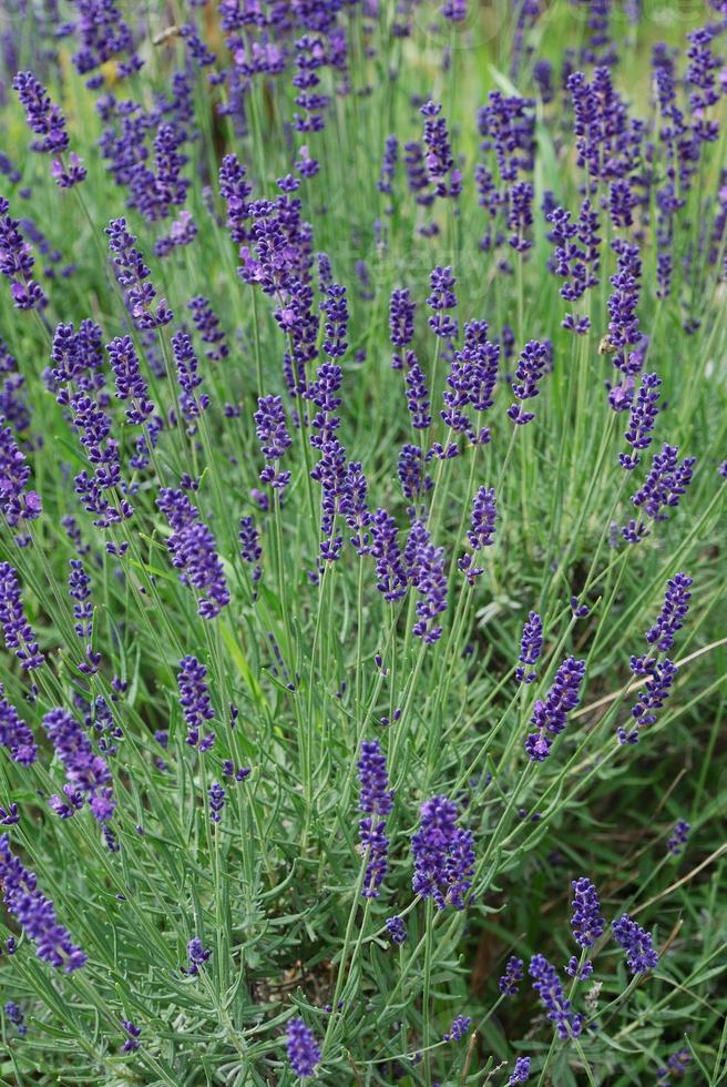 lavande parfumée en été photo