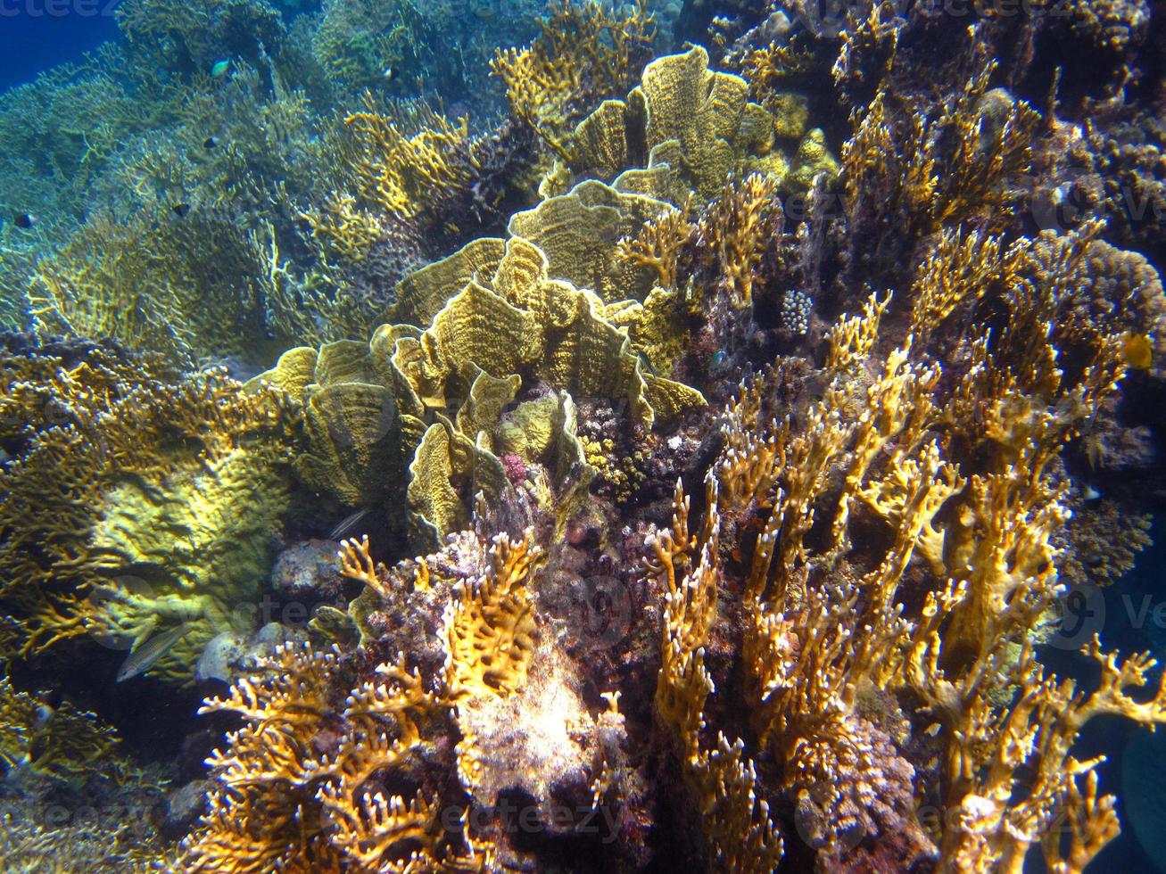 récif de corail coloré photo