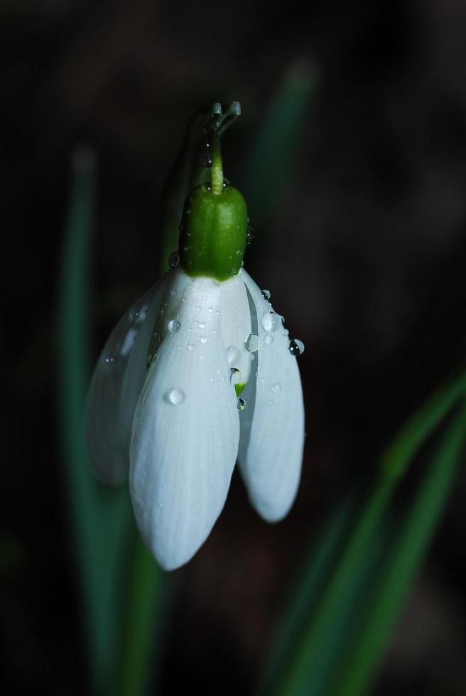 cloche de neige au-dessus photo