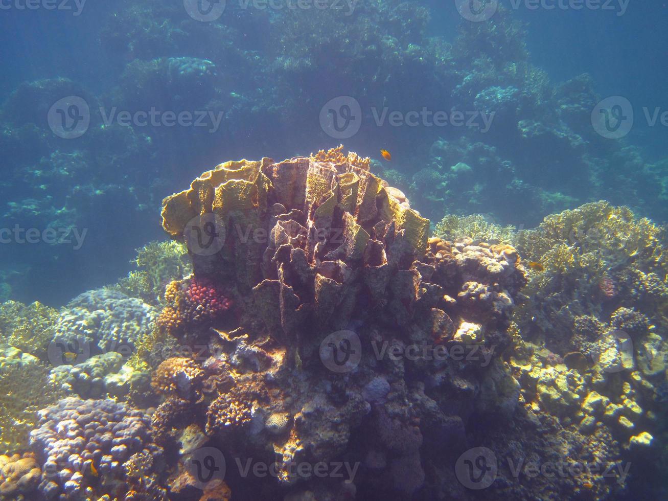 grand corail en plongée photo