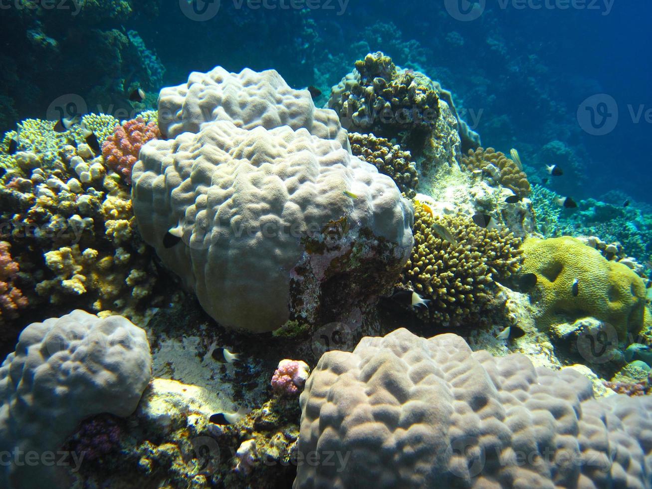 coraux ronds dans la mer photo