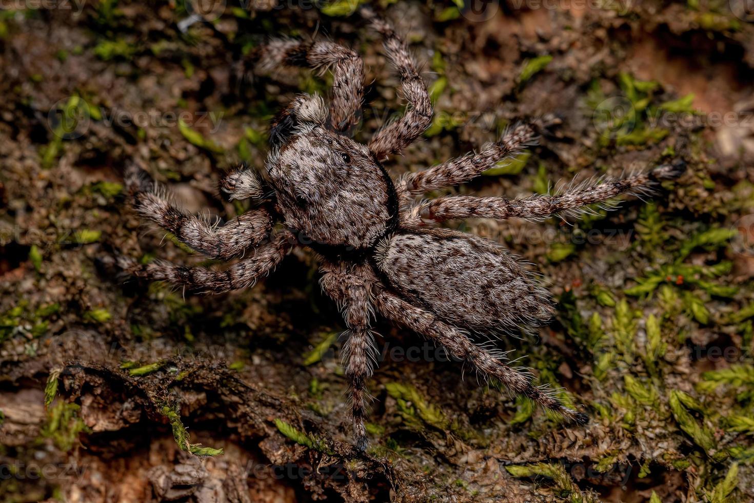 araignée sauteuse mâle adulte photo