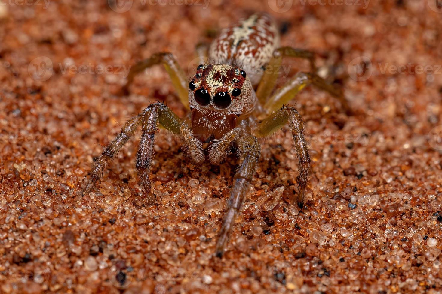 araignée sauteuse adulte femelle photo