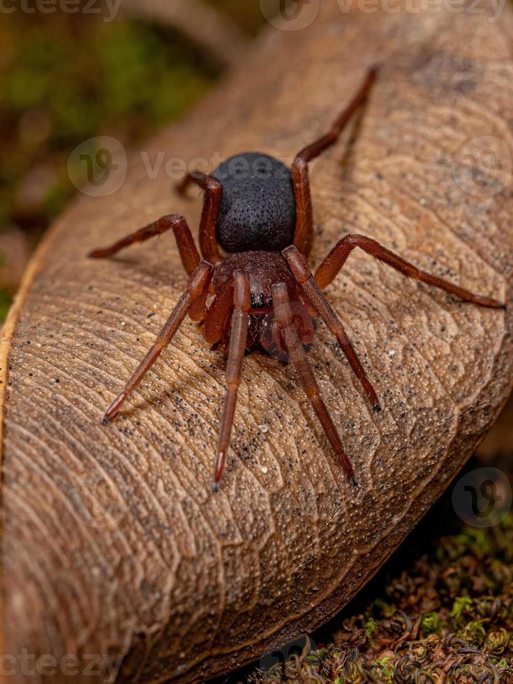 araignée terrestre adulte photo