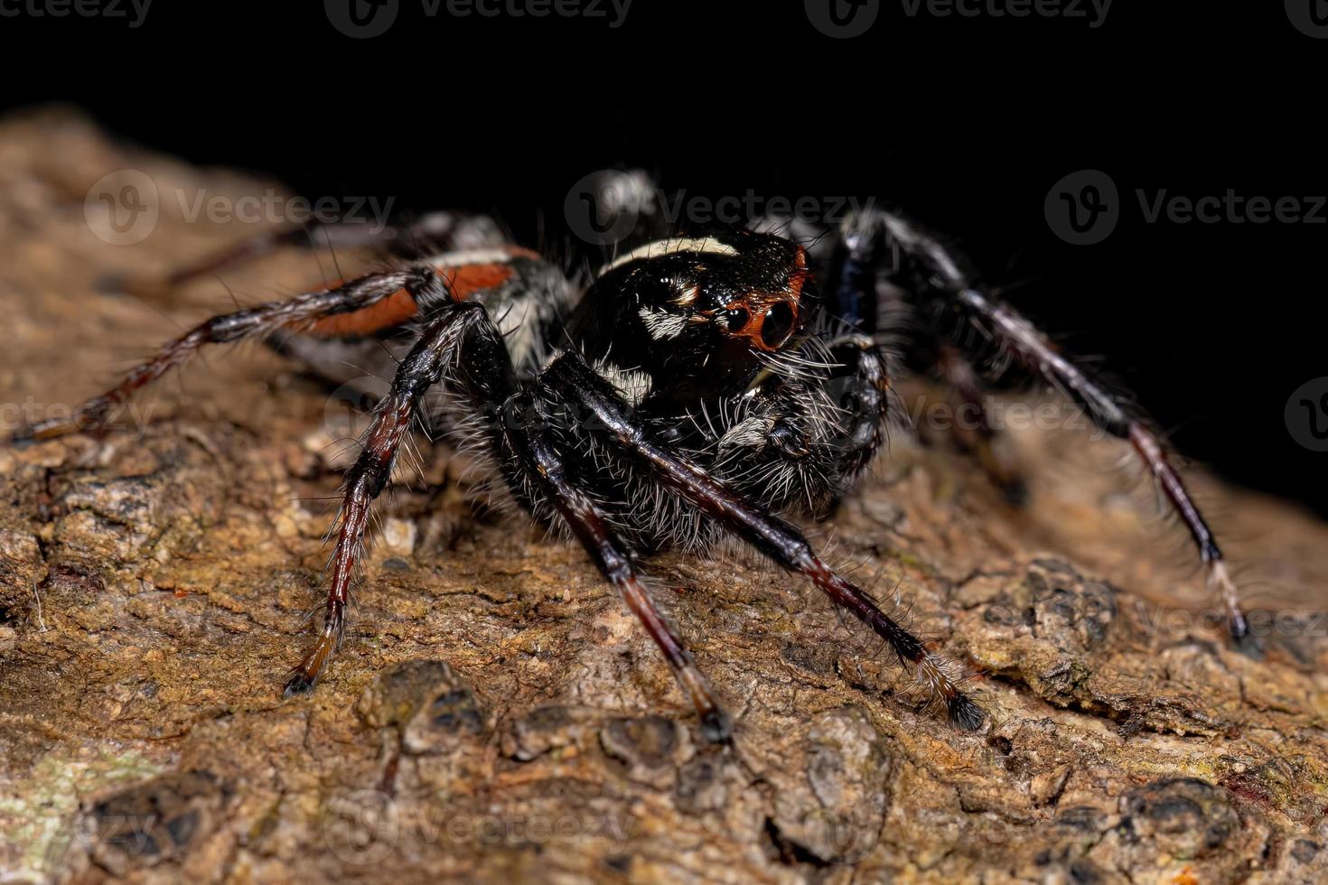 Araignée sauteuse mâle adulte du genre frigga photo