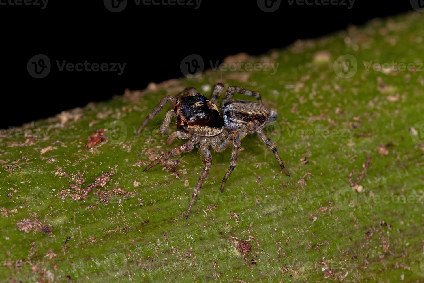 araignée sauteuse femelle adulte photo