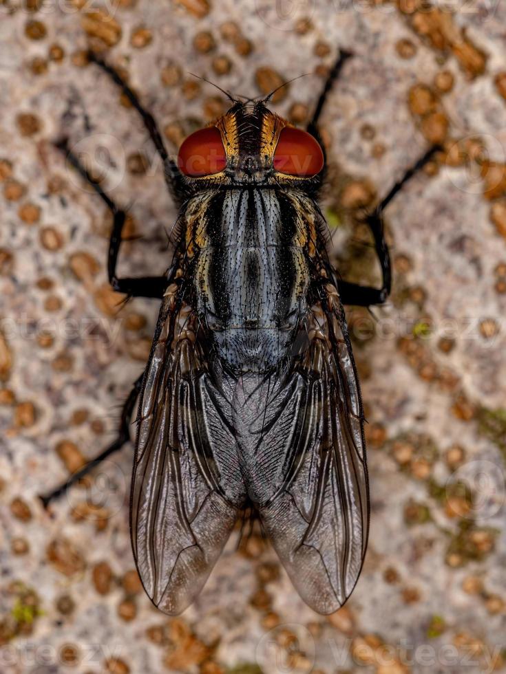 mouche de la chair adulte photo