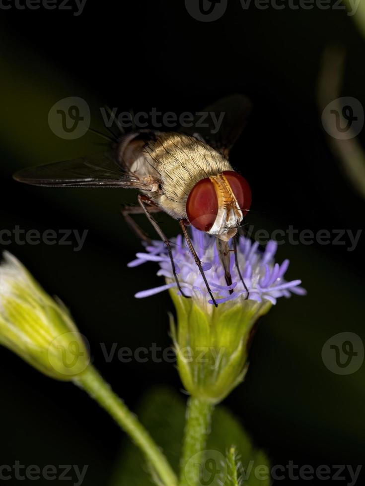 mouche à poils adulte photo