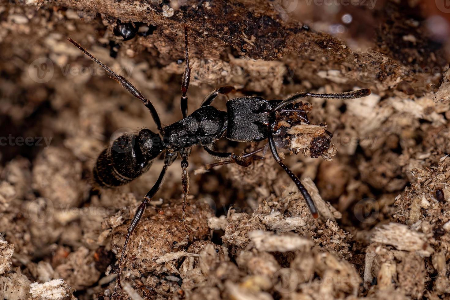 fourmi panthère femelle adulte photo