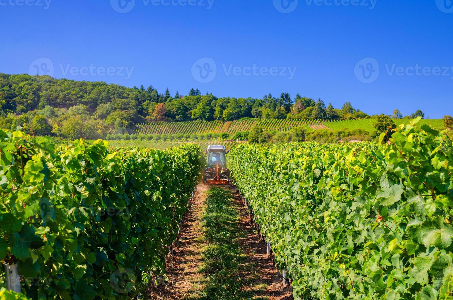 tracteur agricole travaillant dans des rangées de vignes champs verts avec treillis de vigne sur les collines de la vallée du rhin photo
