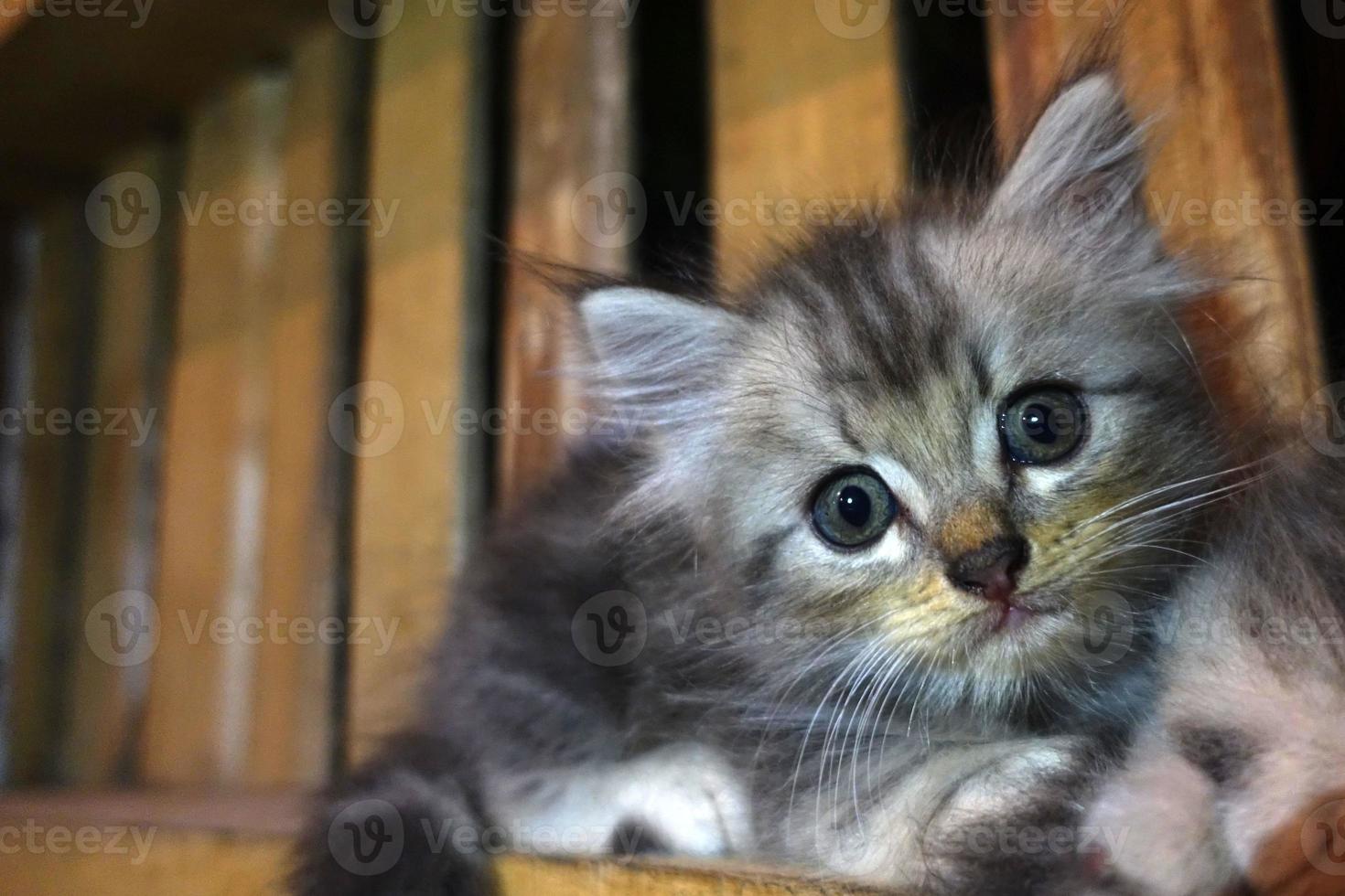 chat mignon gris se repose photo