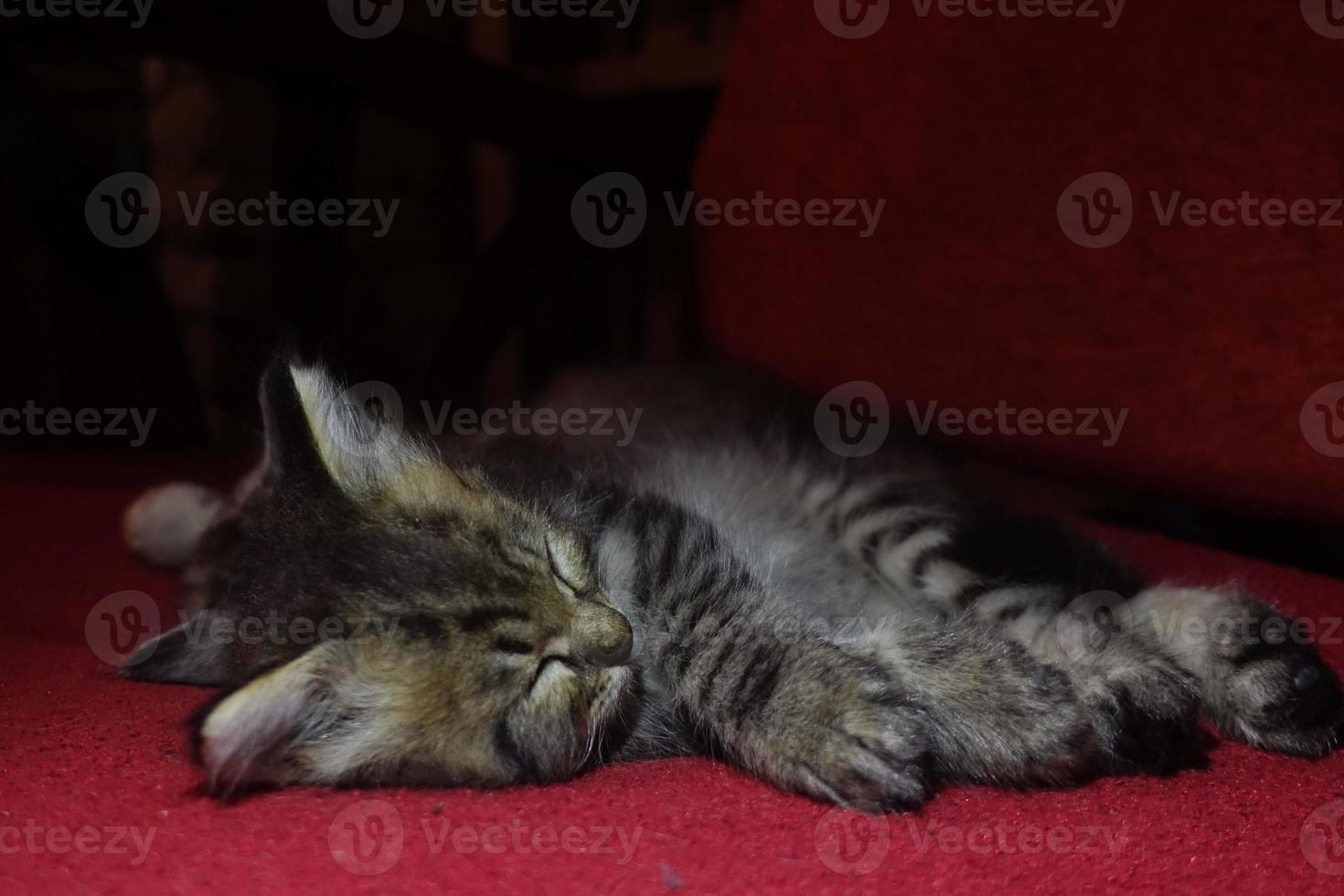 chat mignon gris se repose photo