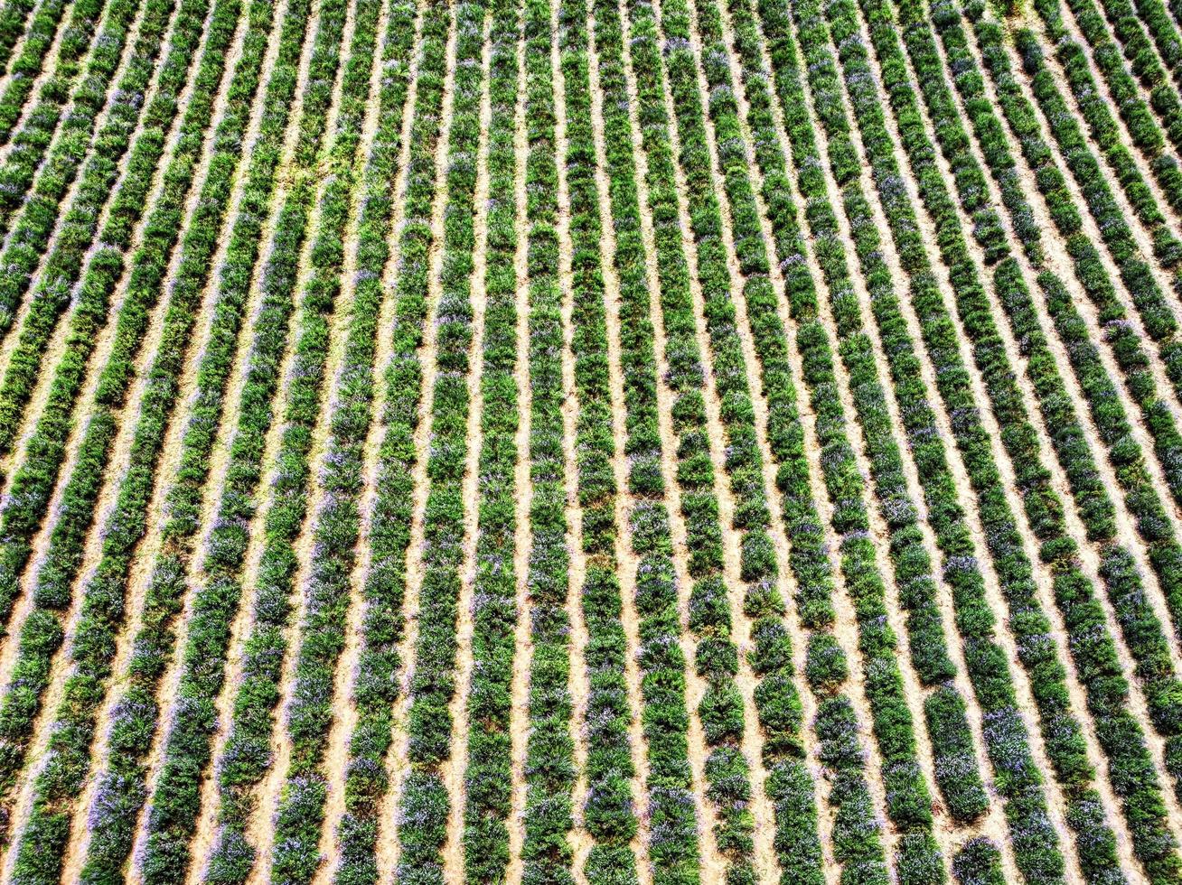 champs de lavande en fleurs de couleur violet vif. pendant la floraison en juillet 2021, à sale san giovanni dans les langhe piémontaises photo