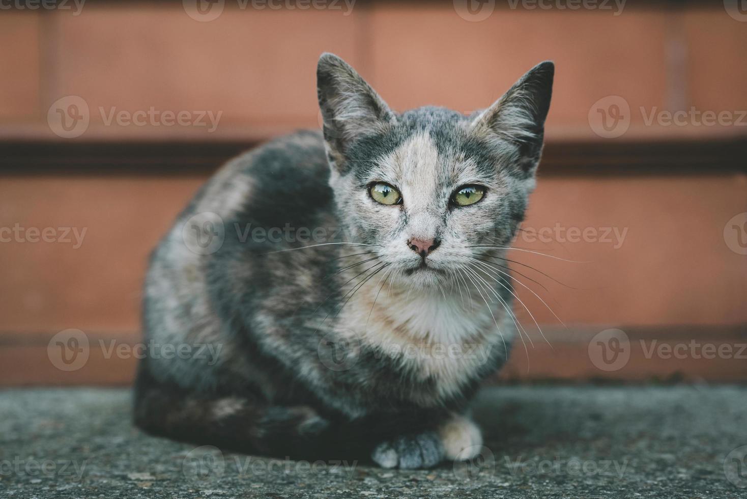 petit chat errant dans la rue photo