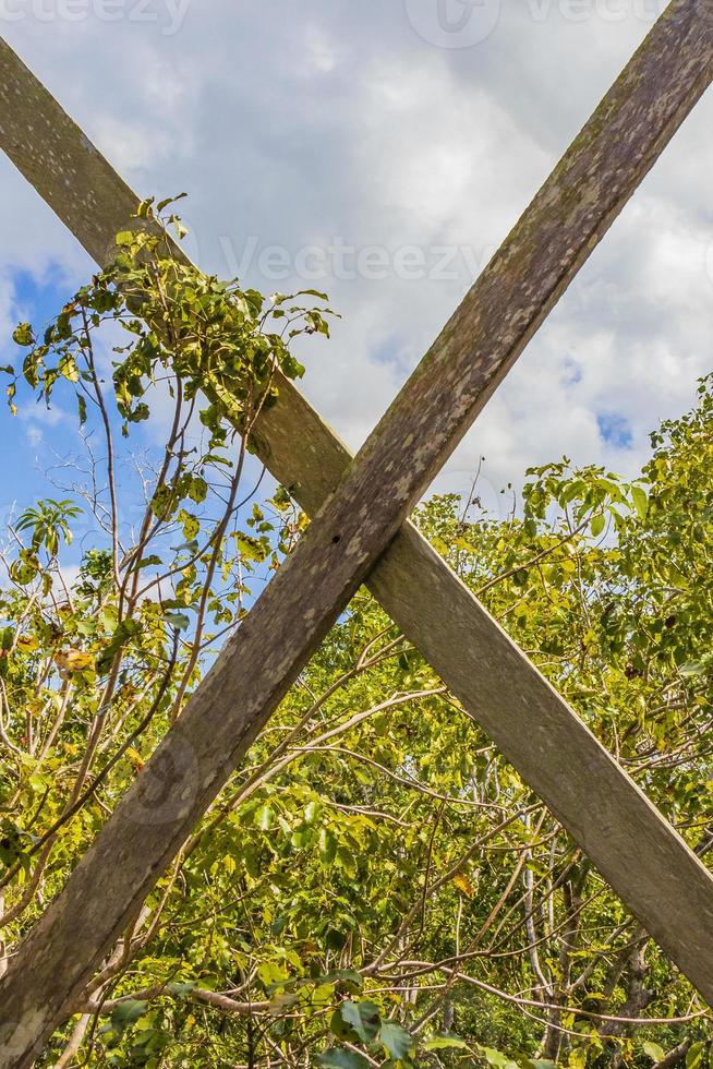 croix en bois dans la jungle tropicale avec plantes et arbres mexique. photo