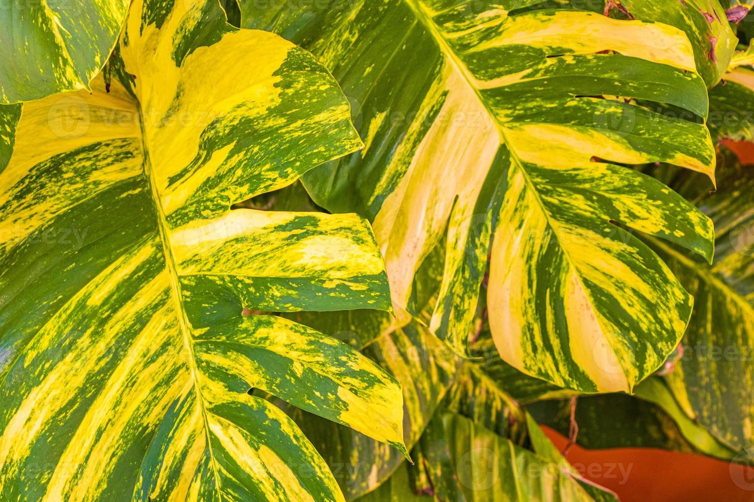 plante tropicale verte et jaune dieffenbachia canne muette plante d'intérieur mexique. photo