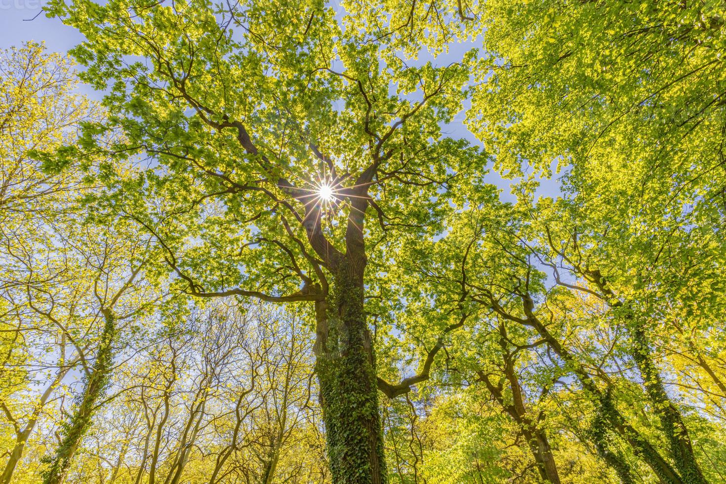 arbres forestiers printemps été. arrière-plans de la lumière du soleil bois vert nature. idyllique calme naturel pittoresque, promenade paisible ou randonnée conception de fond de forêt photo