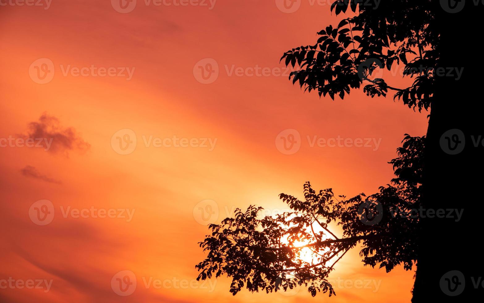 fond de silhouette de branches d'arbres avec ciel coucher de soleil orange photo