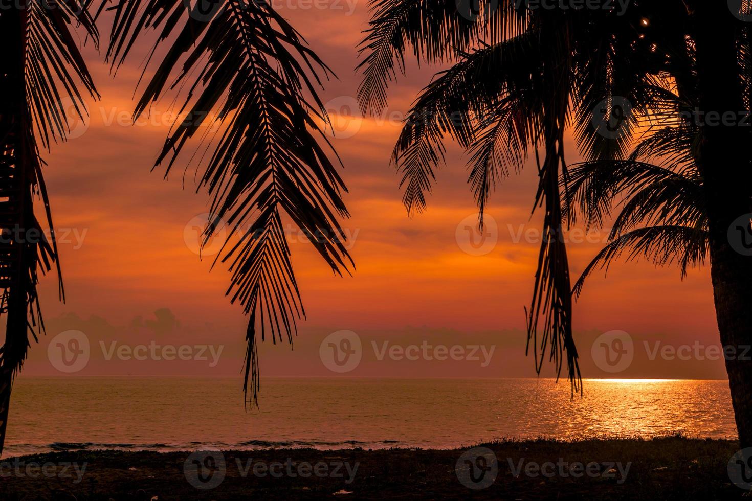 arbres en silhouette paysage tropical photo