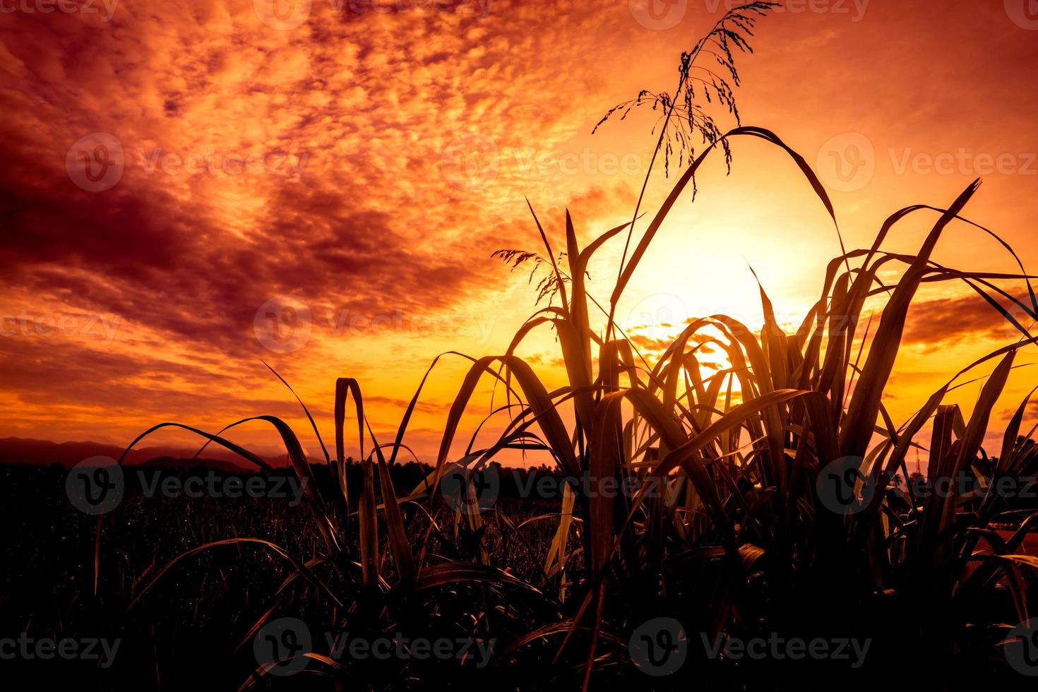 silhouette d'herbe contre le ciel coucher de soleil photo