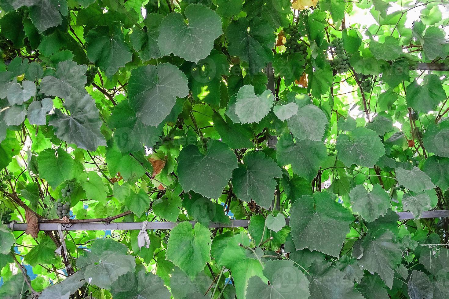 raisins dans le jardin vert beaucoup de photo