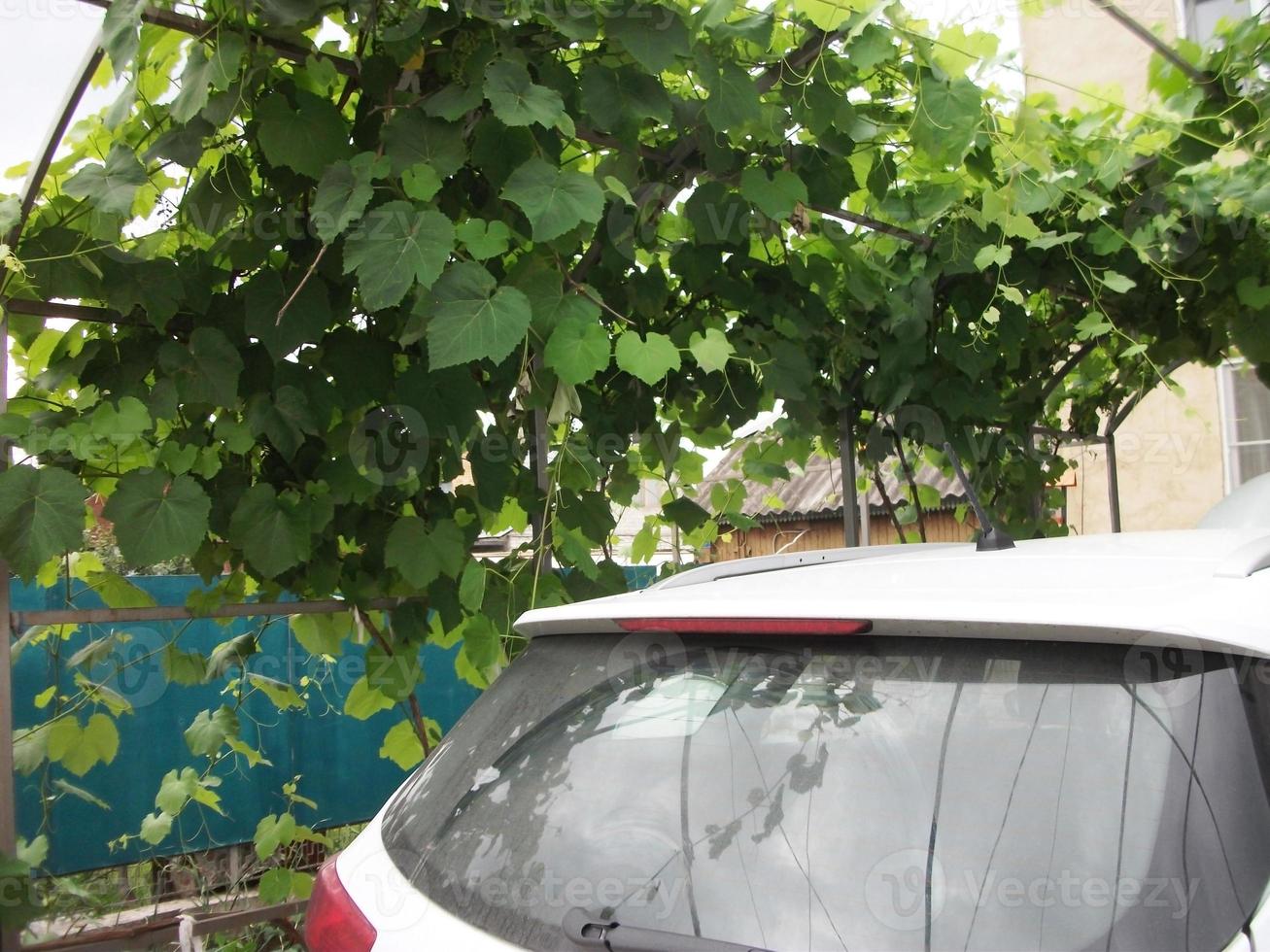 raisins dans le jardin vert beaucoup de photo