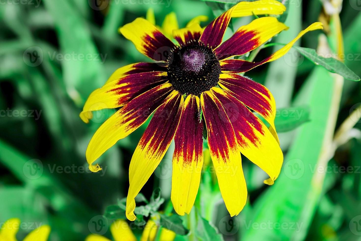 belles grandes fleurs jaunes aux pétales pointus photo