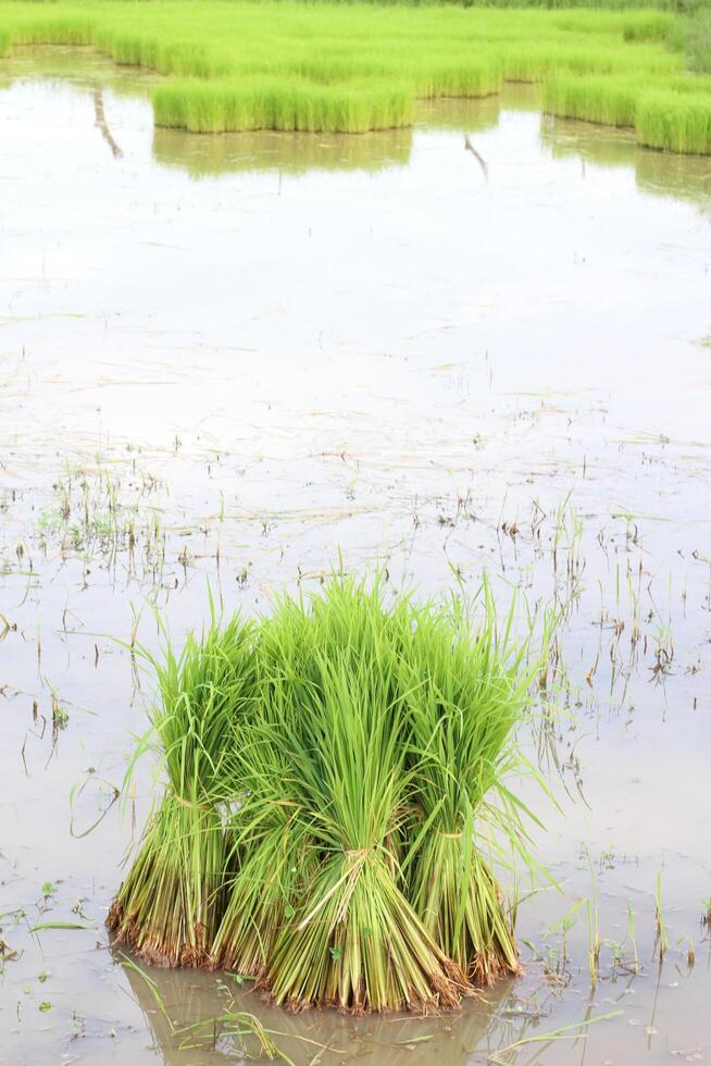 semis de riz dans le champ photo