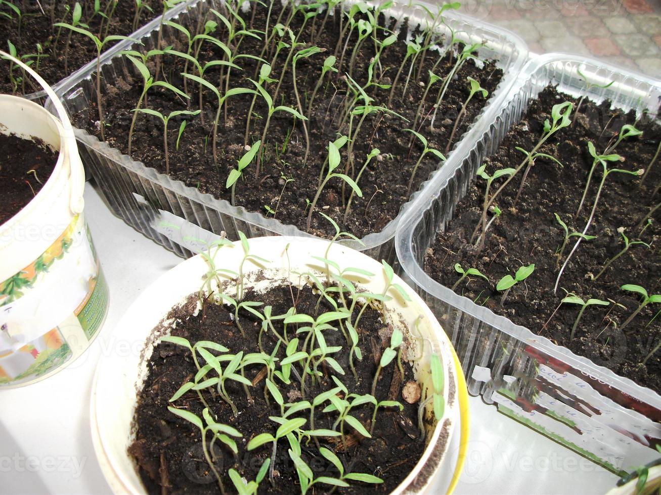petites pousses vertes de plants de tomates photo