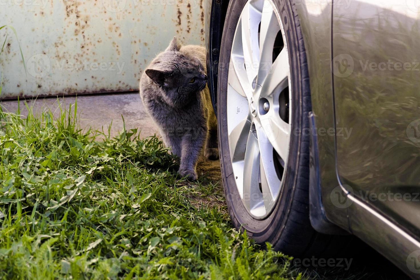 un chat gris assis à côté d'une roue de voiture dans un parking photo