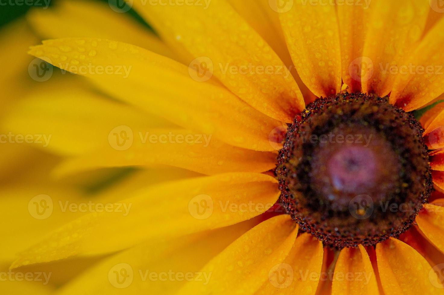 l'échinacée est un genre ou un groupe de plantes à fleurs herbacées de la famille des marguerites. fleur jaune. photo
