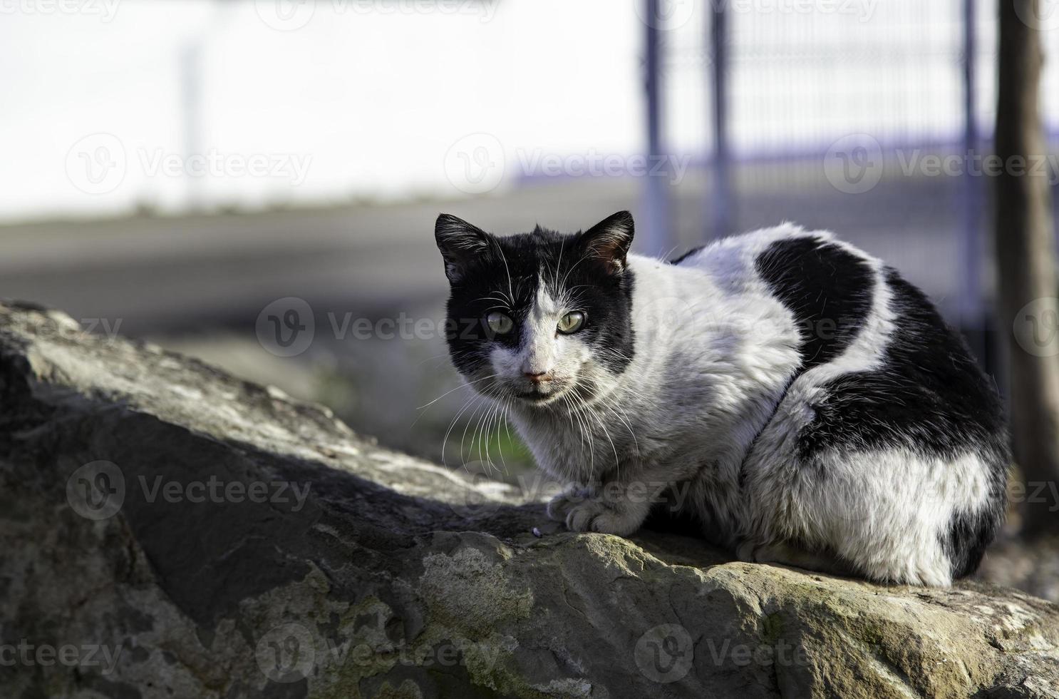 chats abandonnés dans la rue photo