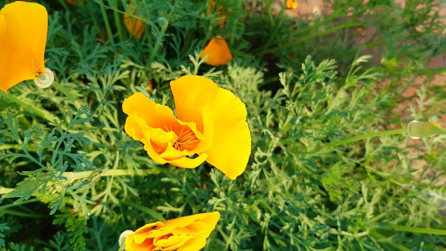 pavot de californie, pavot doré, lumière du soleil de californie ou tasse d'or. plante à fleurs de pavot de californie. photo