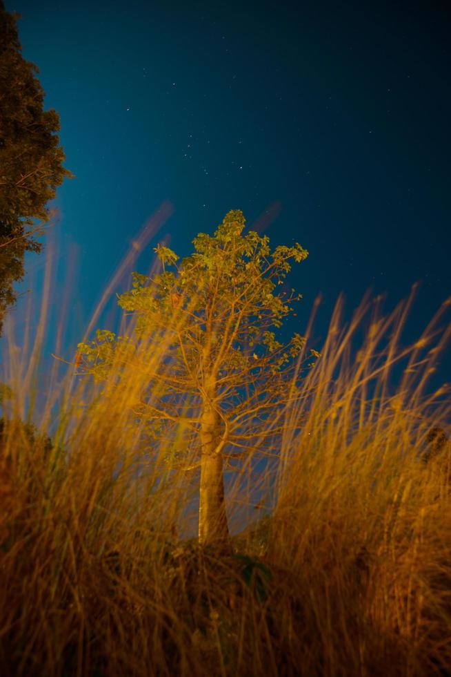 l'étoile se lève au-dessus des arbres au premier plan photo