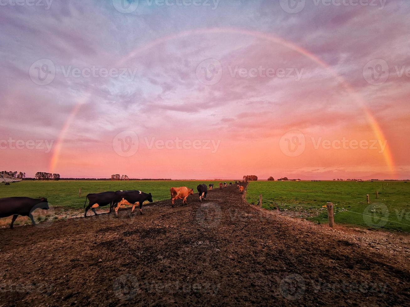 vaches laitières à la ferme sous un arc-en-ciel complet photo