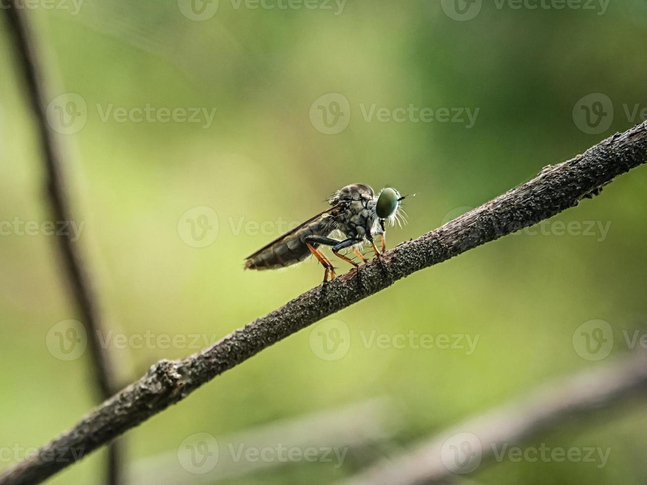 macro insectes moustiques mouche voleurs photo