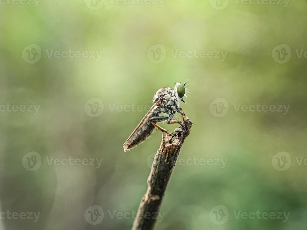 macro insectes moustiques mouche voleurs photo