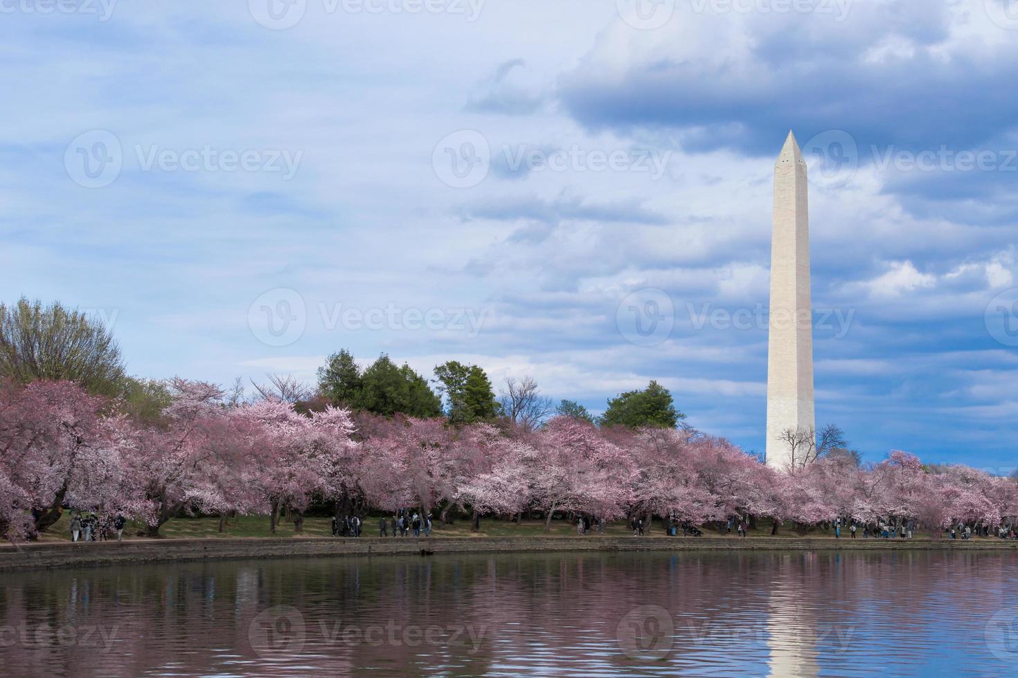 monument de Washington pendant le festival des cerisiers en fleurs au bassin de marée, Washington DC, États-Unis photo