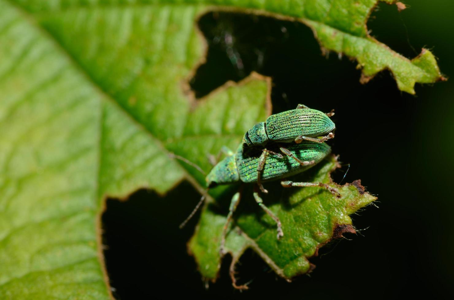 deux coléoptères verts photo