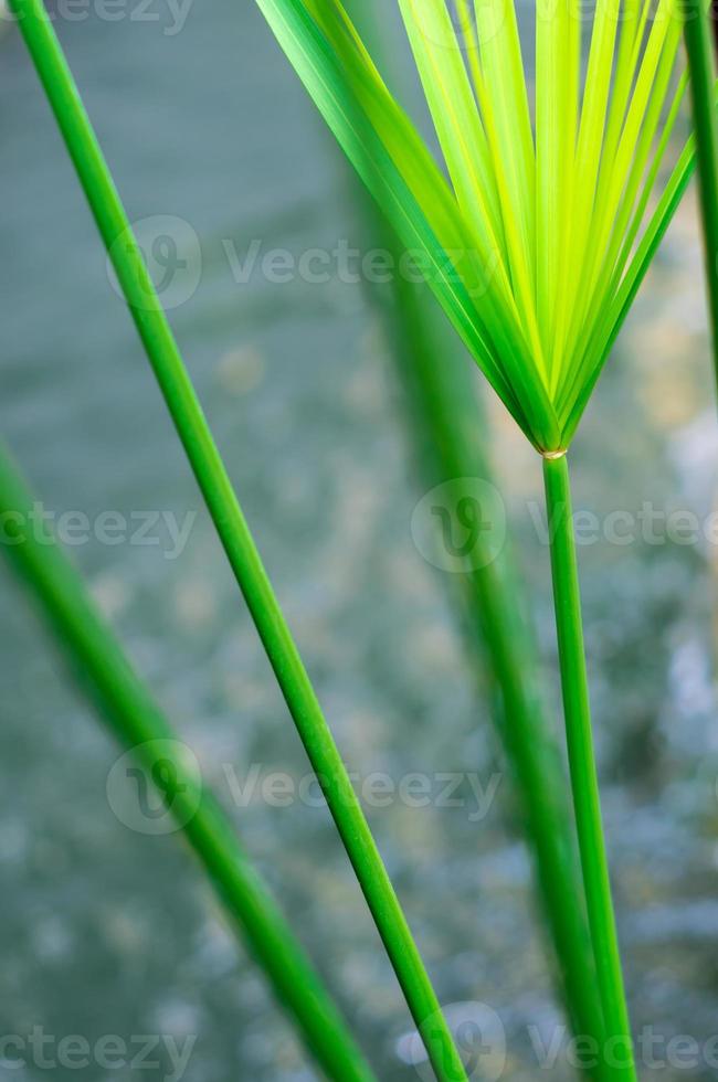plante parapluie cyperus et réflexion de la lumière sur la surface de l'eau photo