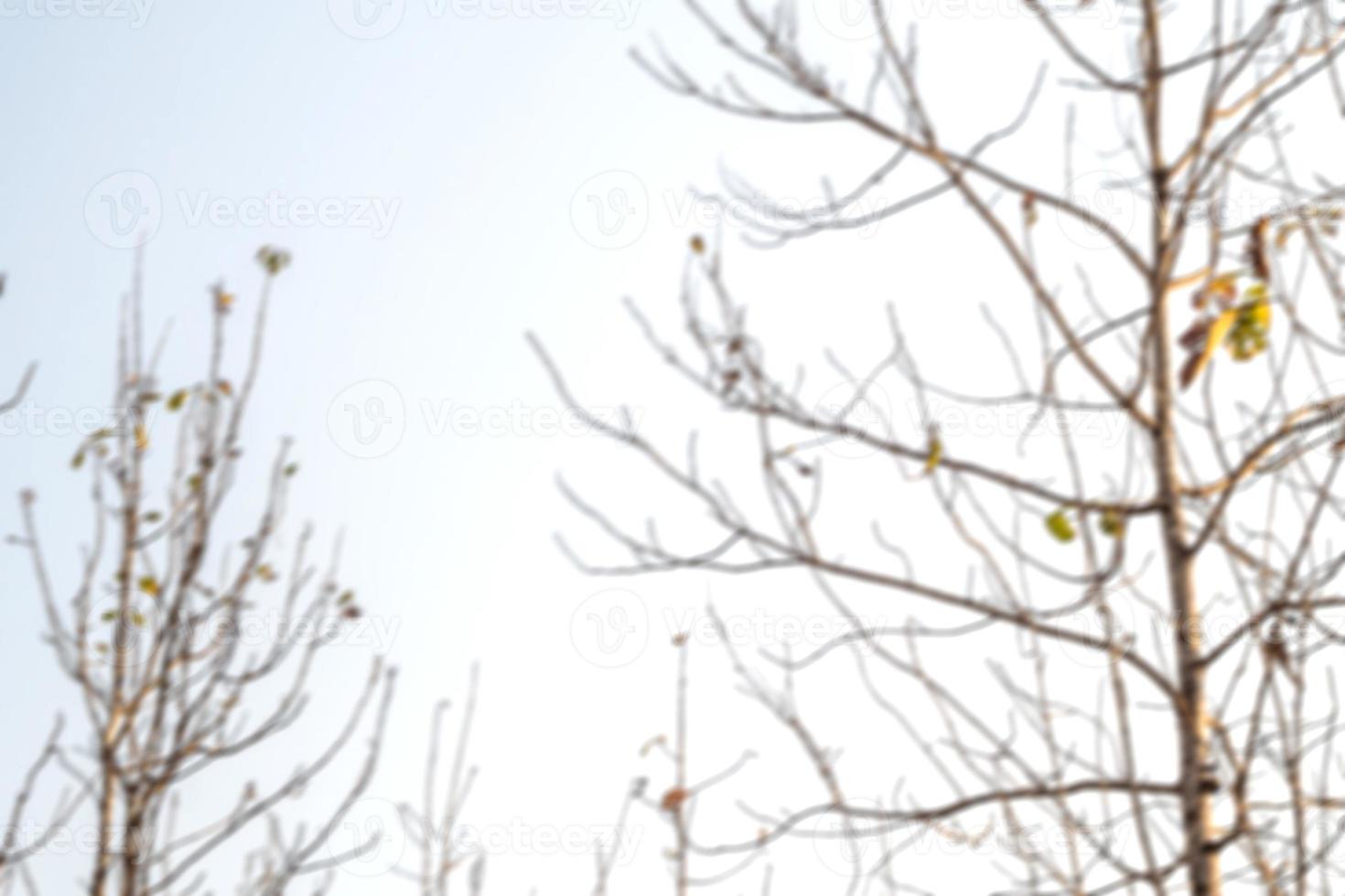 l'arrière-plan estompé des sommets des arbres de teck perdent leurs feuilles pendant la saison sèche photo