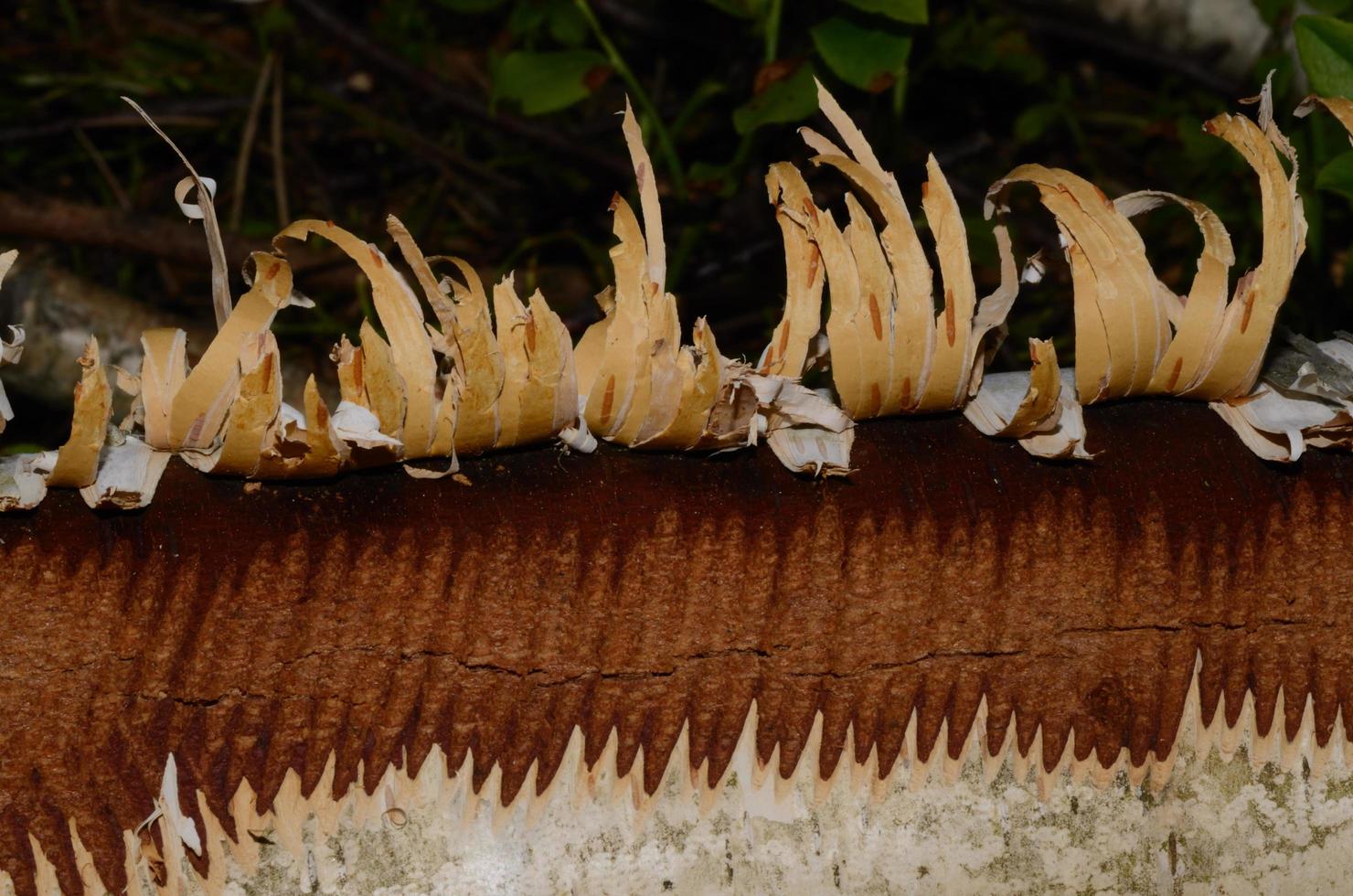 écorce d'un bouleau dans la nature photo